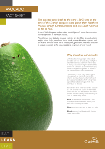 avocado fact sheet