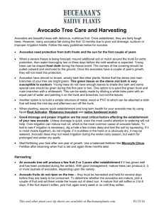 Avocado Tree Care and Harvesting