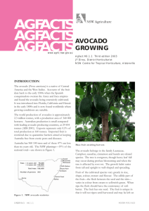 Avocado growing - NSW Department of Primary Industries