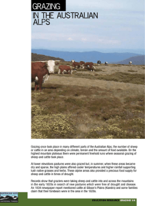 Grazing in the Australian Alps (PDF – 425KB)