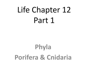 Phyla Porifera & Cnidaria