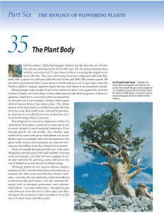 The Plant Body - WordPress.com