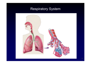 Respiratory System 2_ppt [Compatibility Mode]
