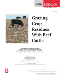Grazing Crop Residues With Beef Cattle