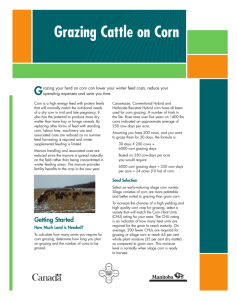 Grazing Cattle on Corn - Government of Manitoba