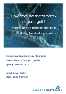 Analysis of intra-cortical recordings in rats during treadmill