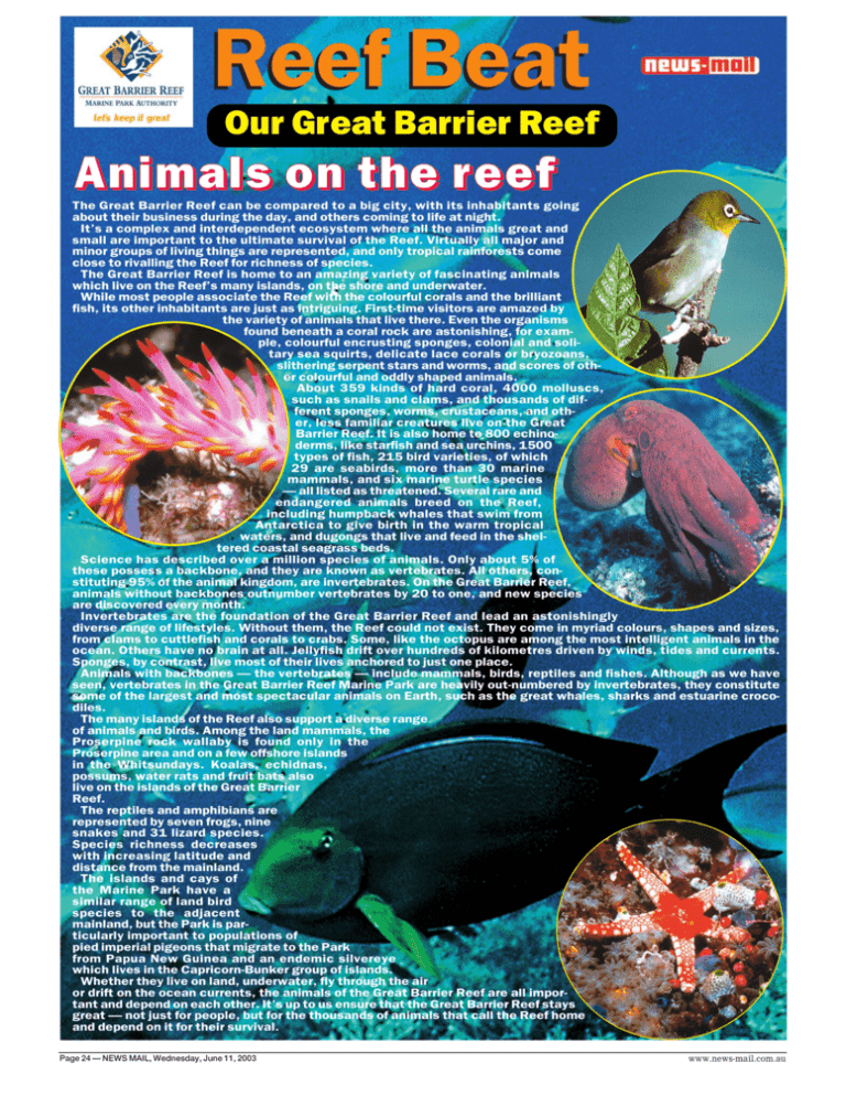 Animals on the reef - Great Barrier Reef Marine Park Authority