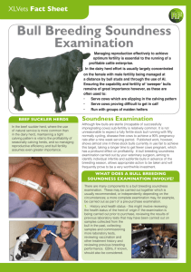 Bull Breeding Soundness Examination