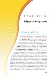 c h a p t e r 13 Digestive System
