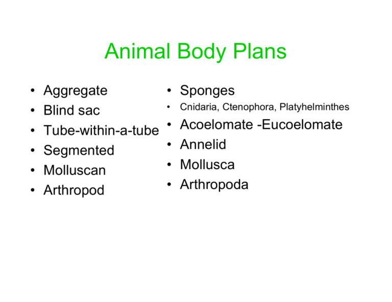 Animal Body Plans