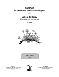 Lakeside Daisy (Hymenoxys herbacea)