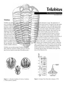 Trilobites Trilobites