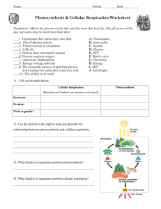 Photosynthesis & Cellular Respiration Worksheet