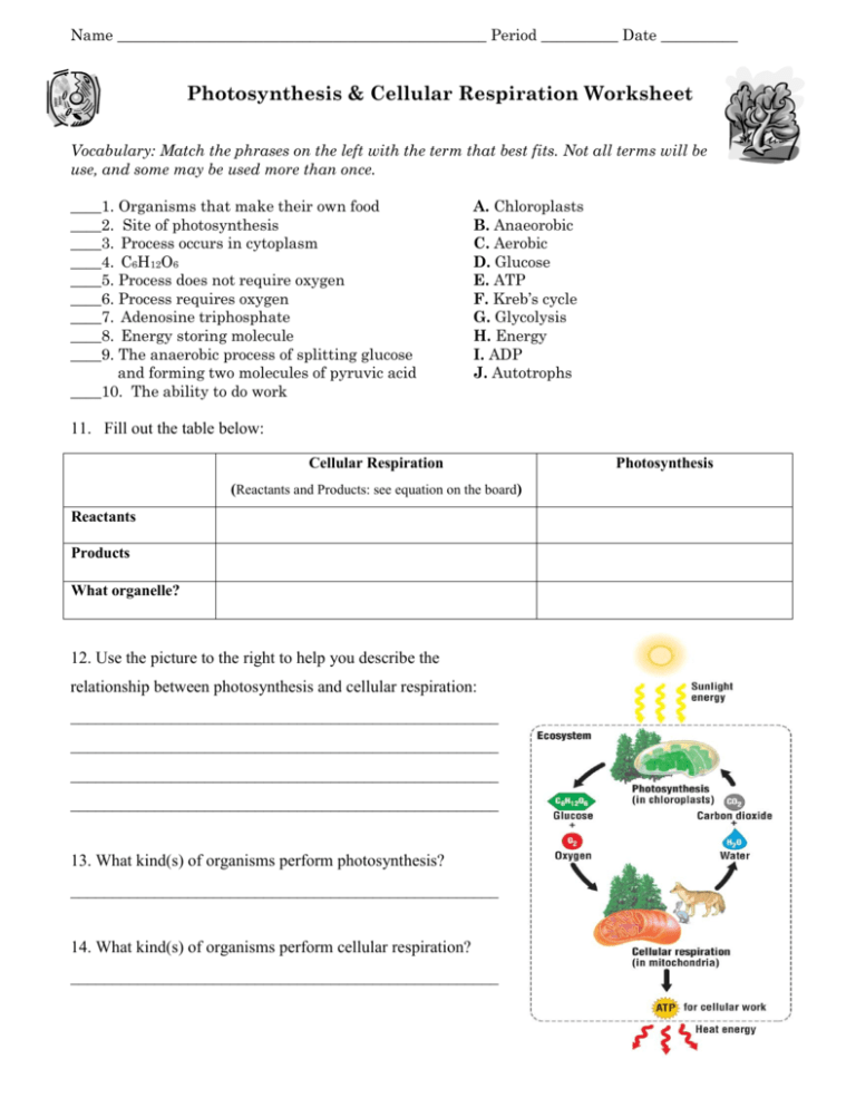 science worksheet photosynthesis