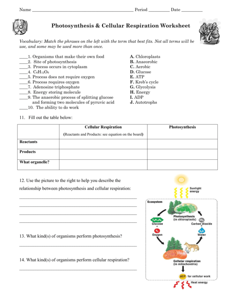 Photosynthesis And Cellular Respiration Worksheets