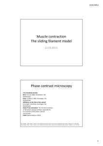 Muscle contraction The sliding filament model Phase contrast