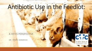 Antibiotic Use in the Feedlot: