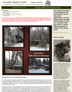 CRC eNews Feb-2014 - Cascades Raptor Center