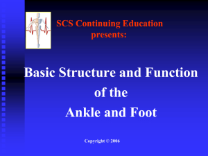 Basic Structure and Function of the Ankle and Foot