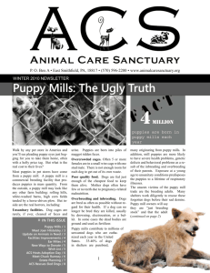 Puppy Mills: The Ugly Truth