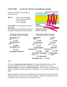 Chem*3560 Lecture 36: Review of membrane function
