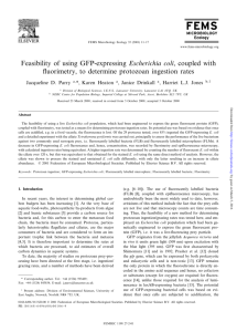 Feasibility of using GFP‐expressing Escherichia coli, coupled with