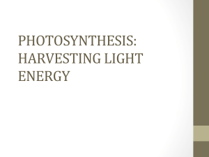 PHOTOSYNTHESIS: HARVESTING LIGHT ENERGY