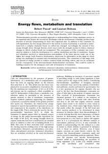 Energy flows, metabolism and translation