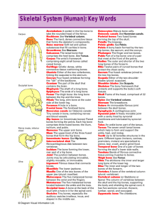 Skeletal System (Human): Key Words