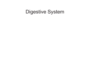 7. digestive system