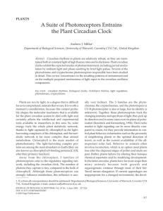 A Suite of Photoreceptors Entrains the Plant Circadian Clock