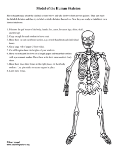 Model of the Human Skeleton