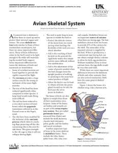 Avian Skeletal System - UK College of Agriculture