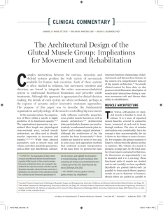 The Architectural Design of the Gluteal Muscle Group: Implications