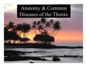 Anatomy & Common Diseases of the Thorax