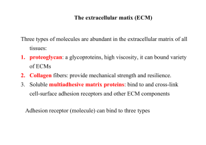 Three types of molecules are abundant in the extracellular matrix of