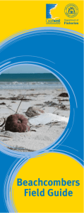 Beachcombers Field Guide - Department of Fisheries