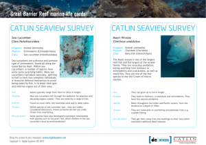 Great Barrier Reef marine life cards - Resources