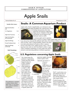 Apple Snails - Florida Department of Agriculture & Consumer Services