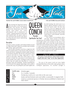 Queen Conch Sea Stat