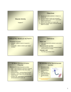 Muscle Activity Objectives SKELETAL MUSCLE ACTIVITY Definitions