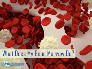 What Does My Bone Marrow Do?
