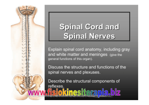 Spinal Cord and Spinal Nerves