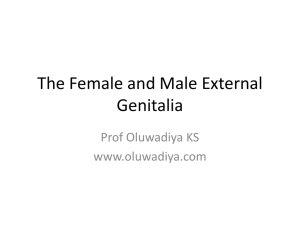The Female and Male External Genitalia