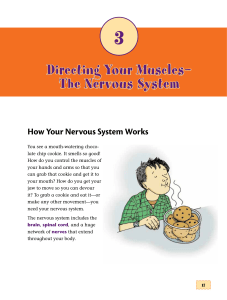 Directing Your Muscles— The Nervous System