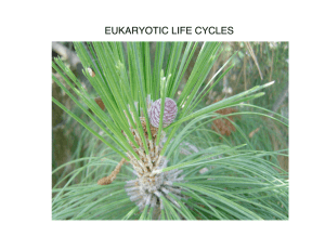EUKARYOTIC LIFE CYCLES
