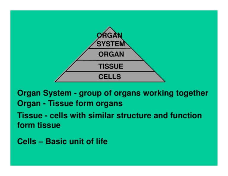 organ-system-group-of-organs-working-together-organ