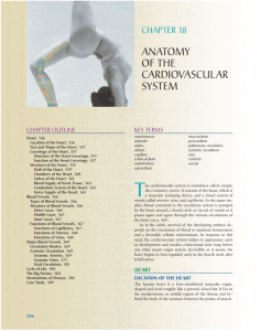 ANATOMY OF THE CARDIOVASCULAR SYSTEM