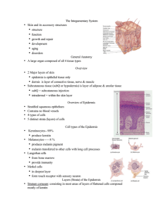 The Integumentary System • Skin and its accessory structures