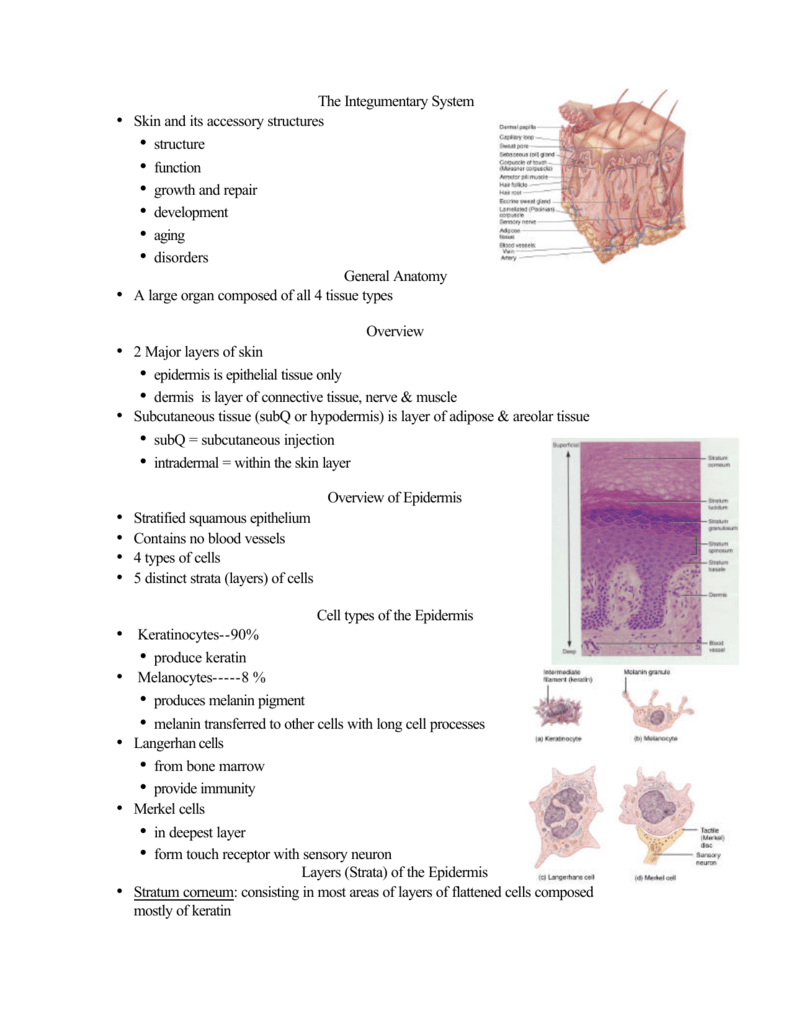 the-integumentary-system-skin-and-its-accessory-structures